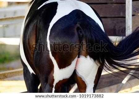 horse asshole|Category : Horse anus